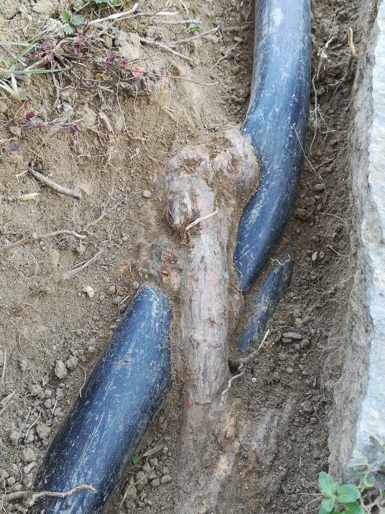 Tree roots, Prevent pipe leaks.