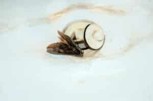 Drain fly removal methods that really work.